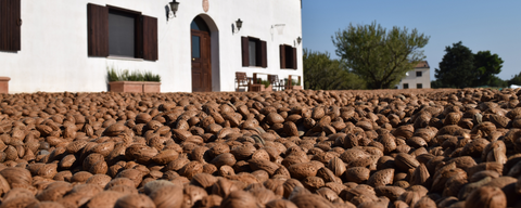 Comprare mandorle in guscio bio: cosa valutare davvero