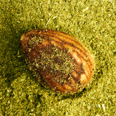 Toritto Organische geröstete geschälte Mandel – von Circular Short Chain