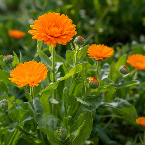 calendula bio 100g — immagine botanica