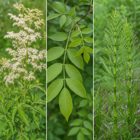 spirea composta bio 100g — natura