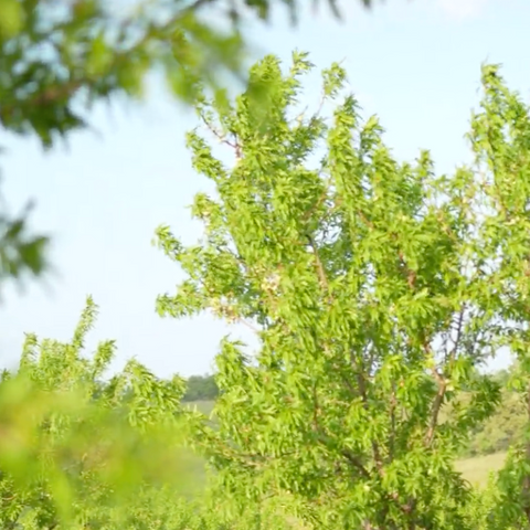 Mandorla Verde